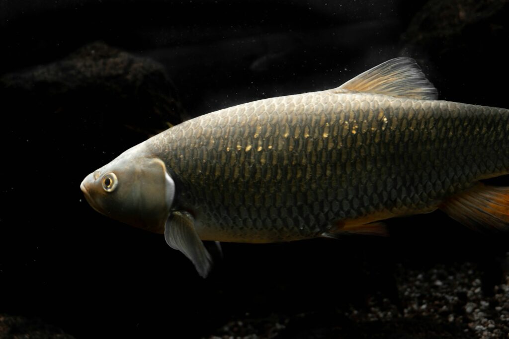 gray fish near rock