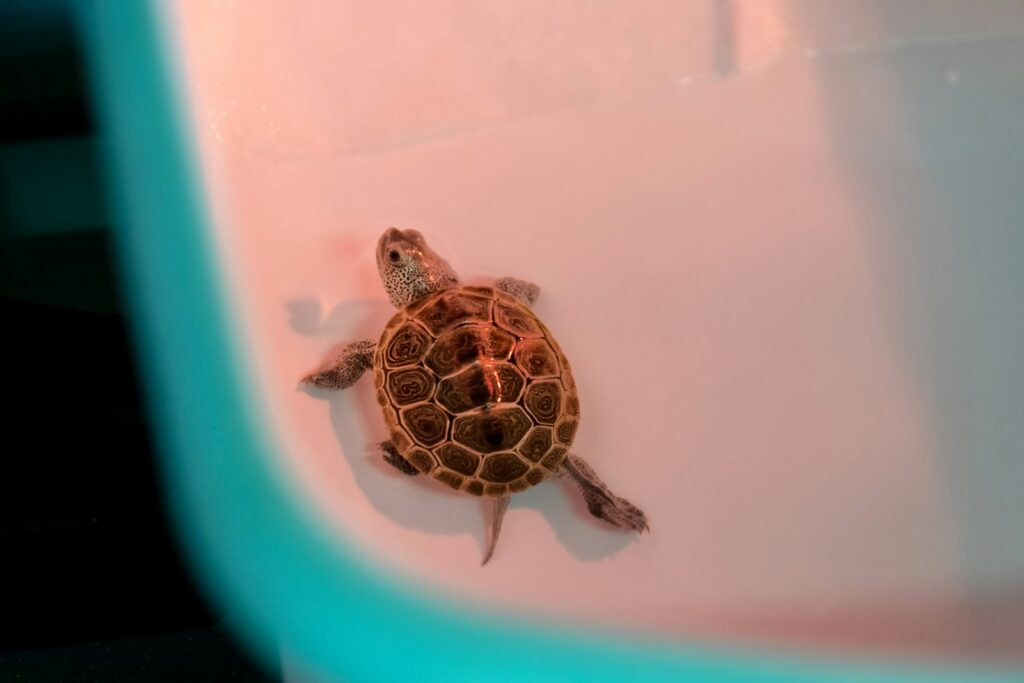 Step-by-Step Shell Cleaning Procedure