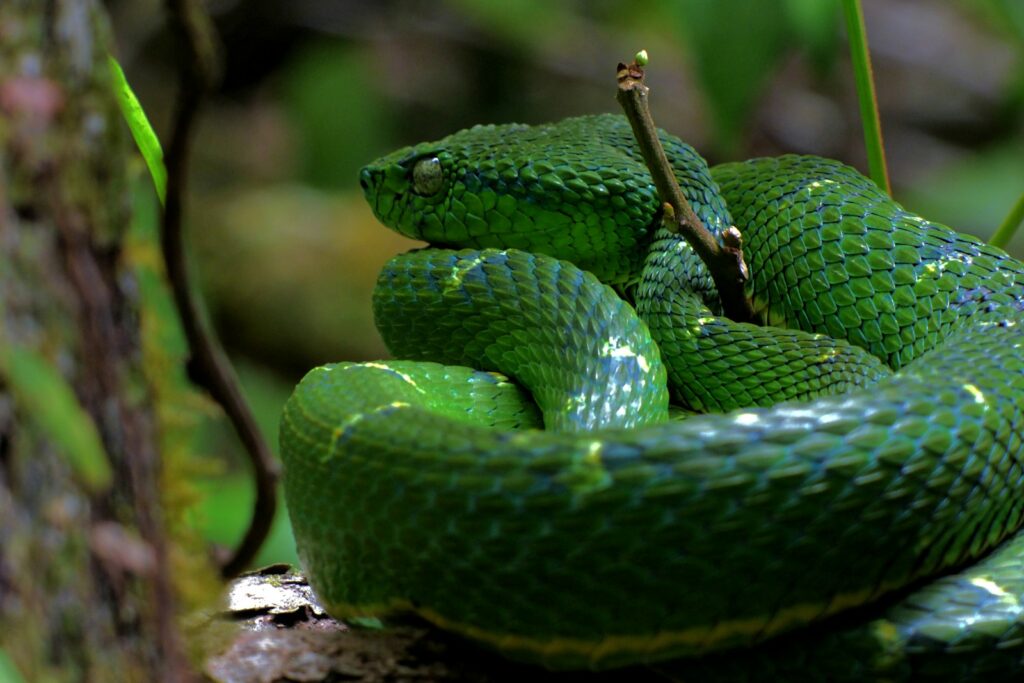 a green snake curled up on a tree branch