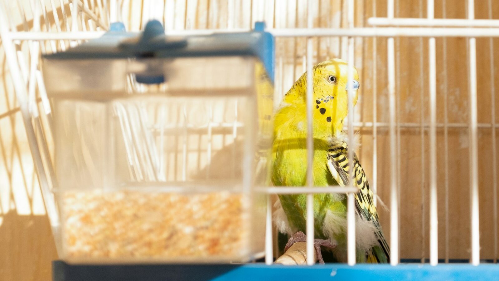 yellow and black bird in cage