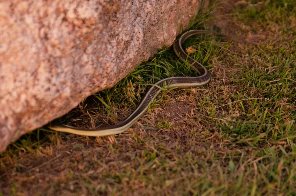 Myth 2: Snakes Chase People