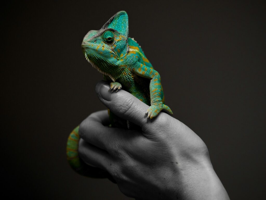 person holding reptile