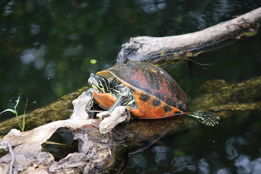 7. Alabama - Aquatic Reptile Wonderland