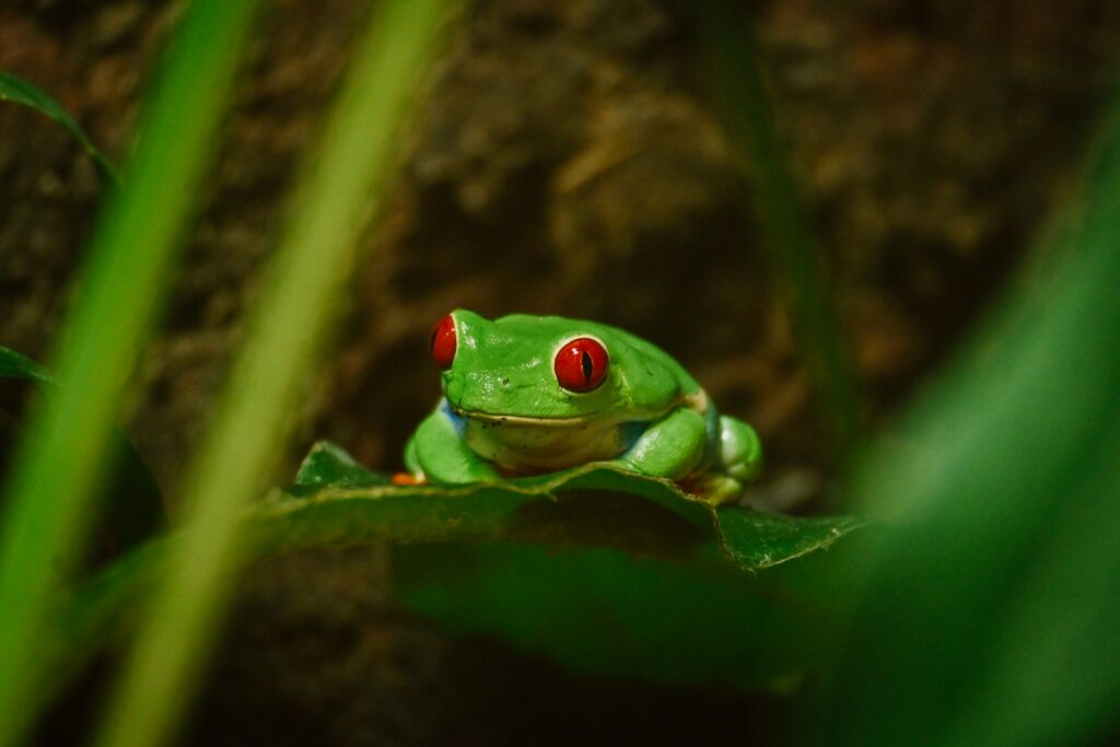 8. Red-Eyed Tree Frogs - Fragile Rainforest Jewels