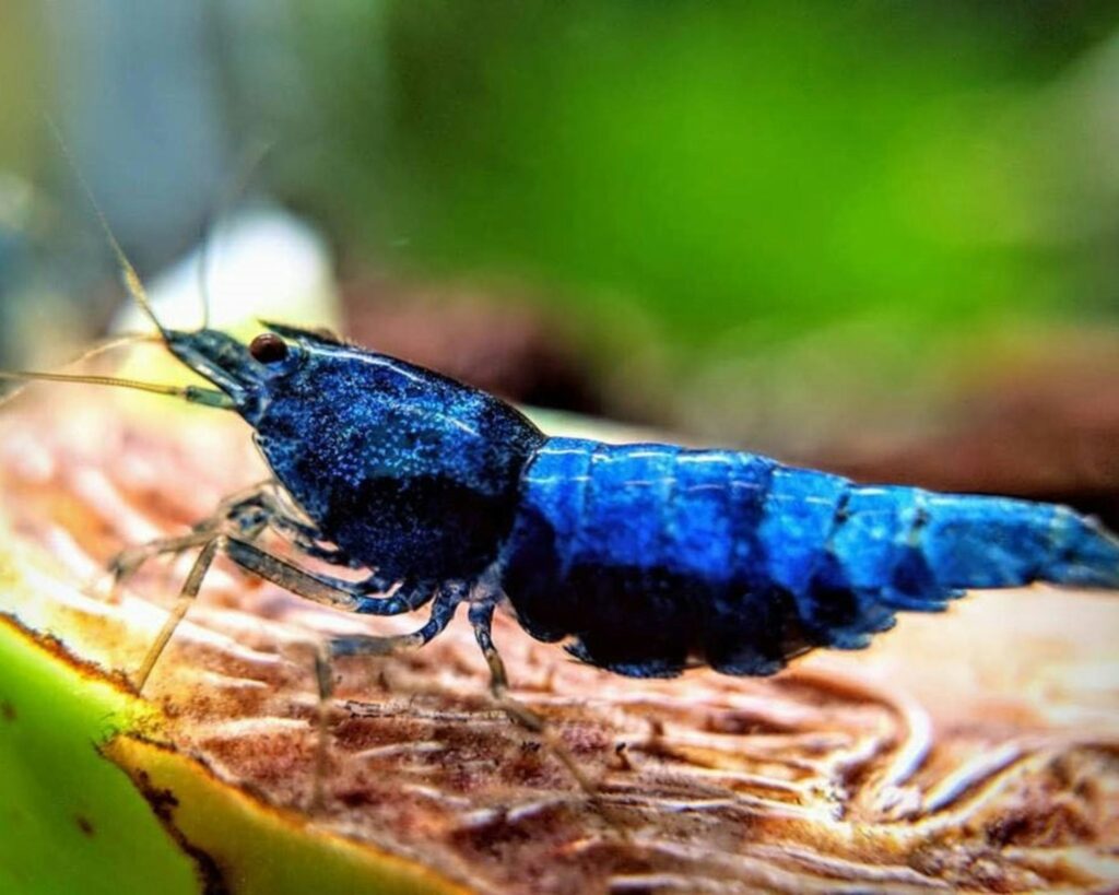 a blue shrimp sitting on top of a plant