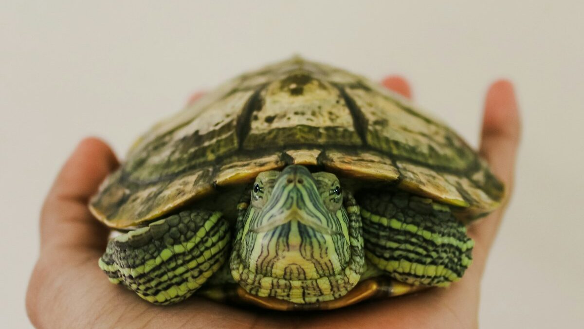 a hand holding a small turtle