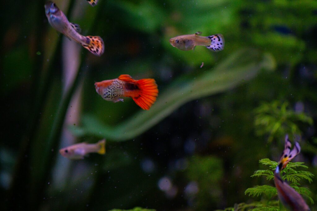 a group of fish swimming in an aquarium