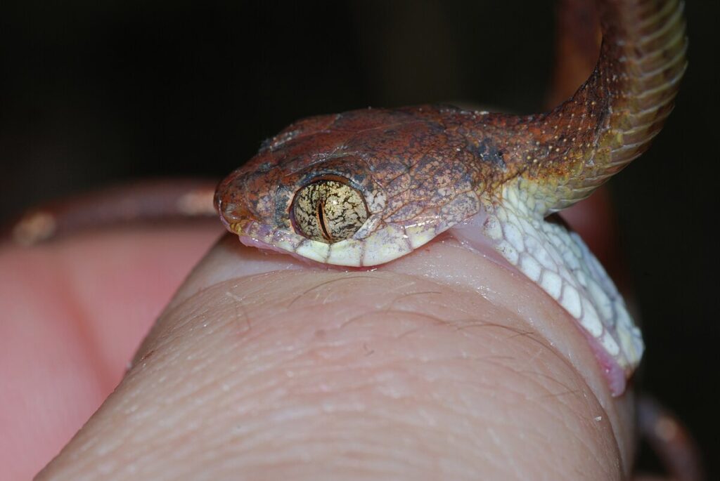 The Science Behind Antivenom and Why It’s So Expensive