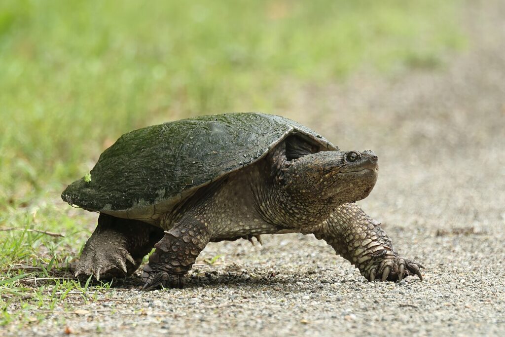 Snapping Turtle: Ice-Covered Survivors