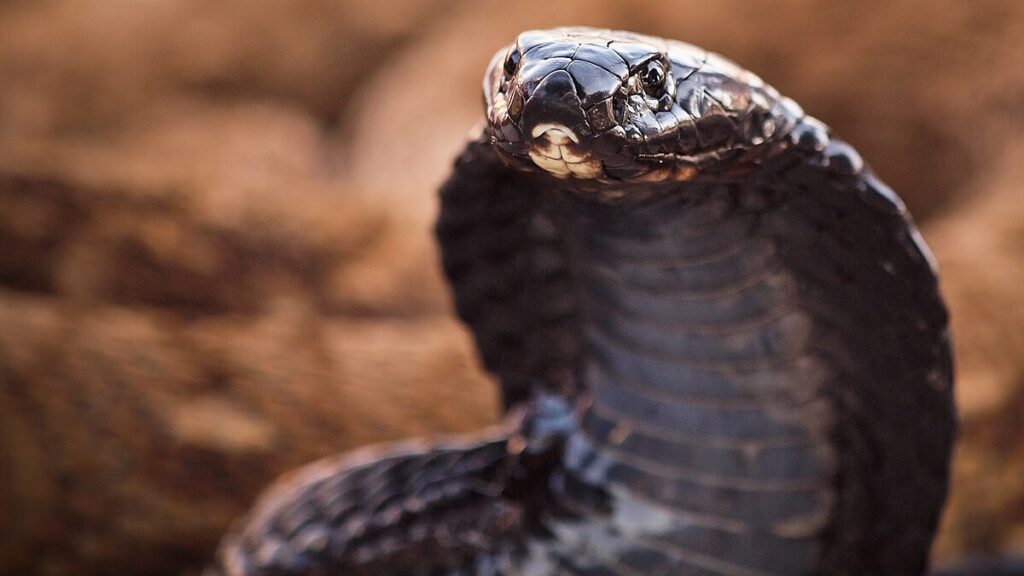 Cytotoxic Venoms: The Cell Destroyers