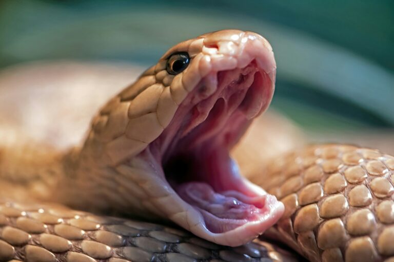 Gallery Detail: Understanding Corn Snake Behavior And Body Language
