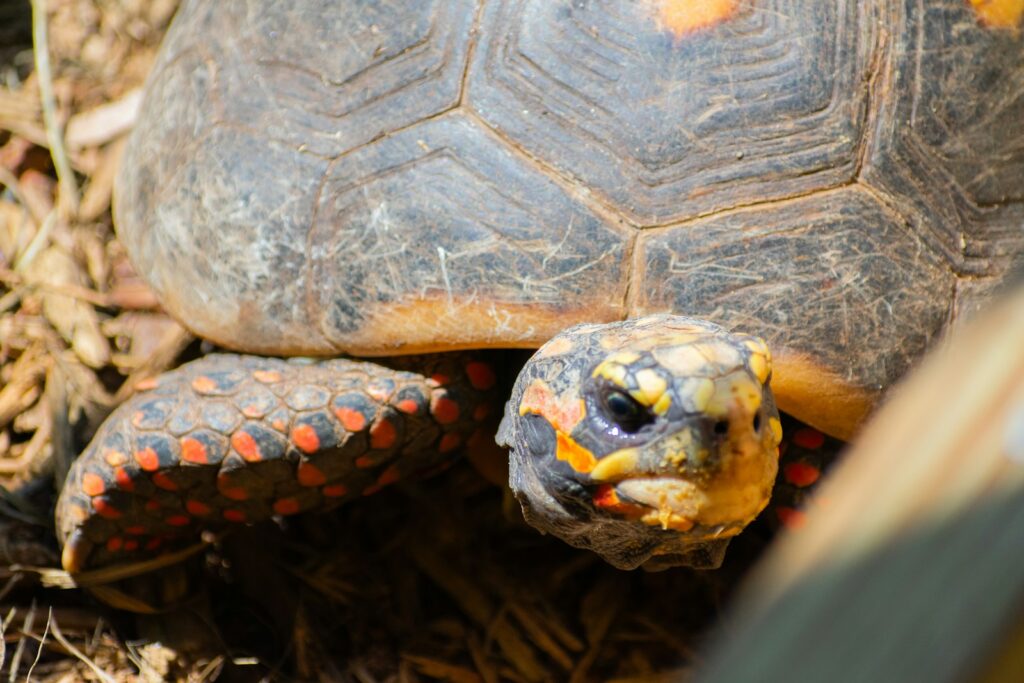 a close up of a turtle on the ground