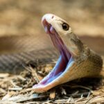 The Most Lethal Reptiles on Earth