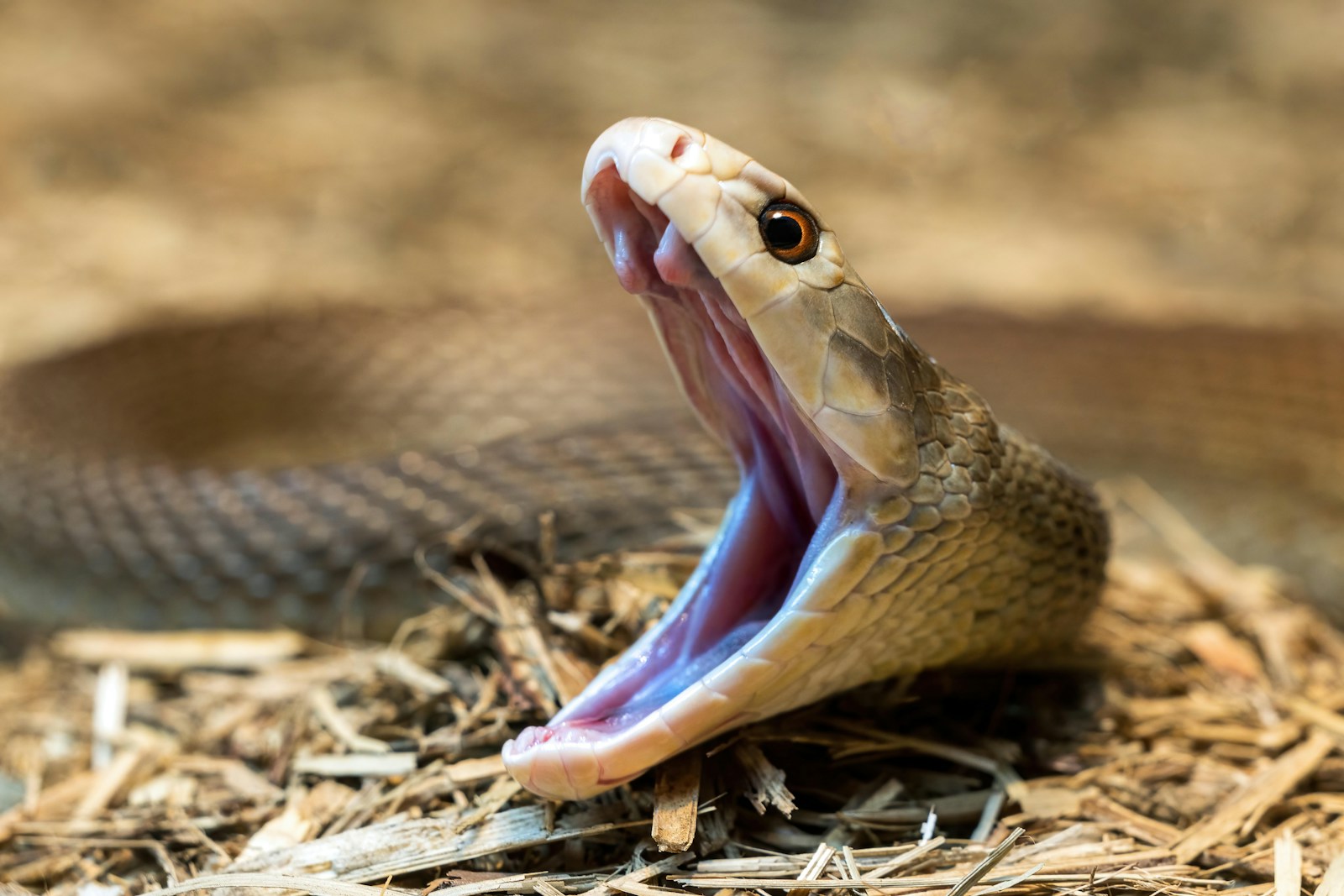 The Most Lethal Reptiles on Earth