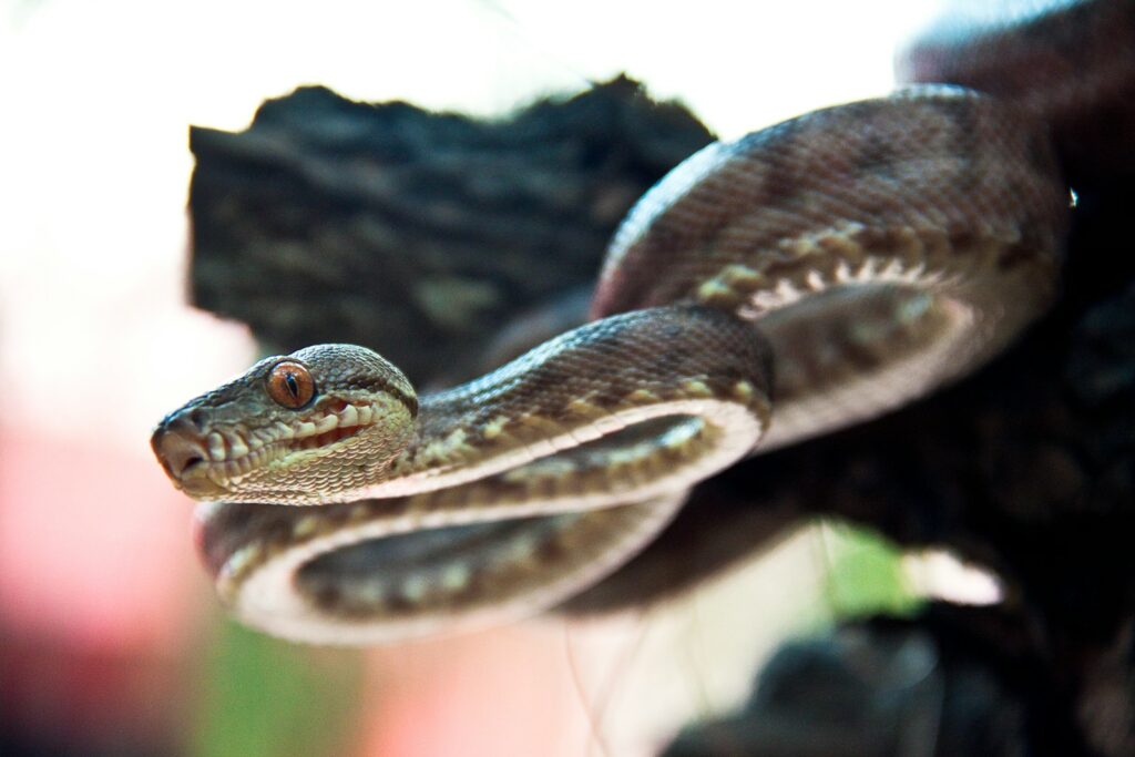 Myth 7: All Snakes Are Venomous and Deadly