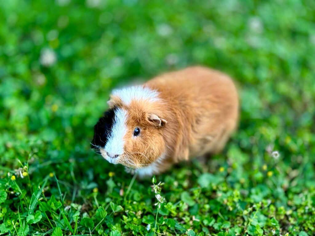 A small brown and white guinea pig sitting in the grass