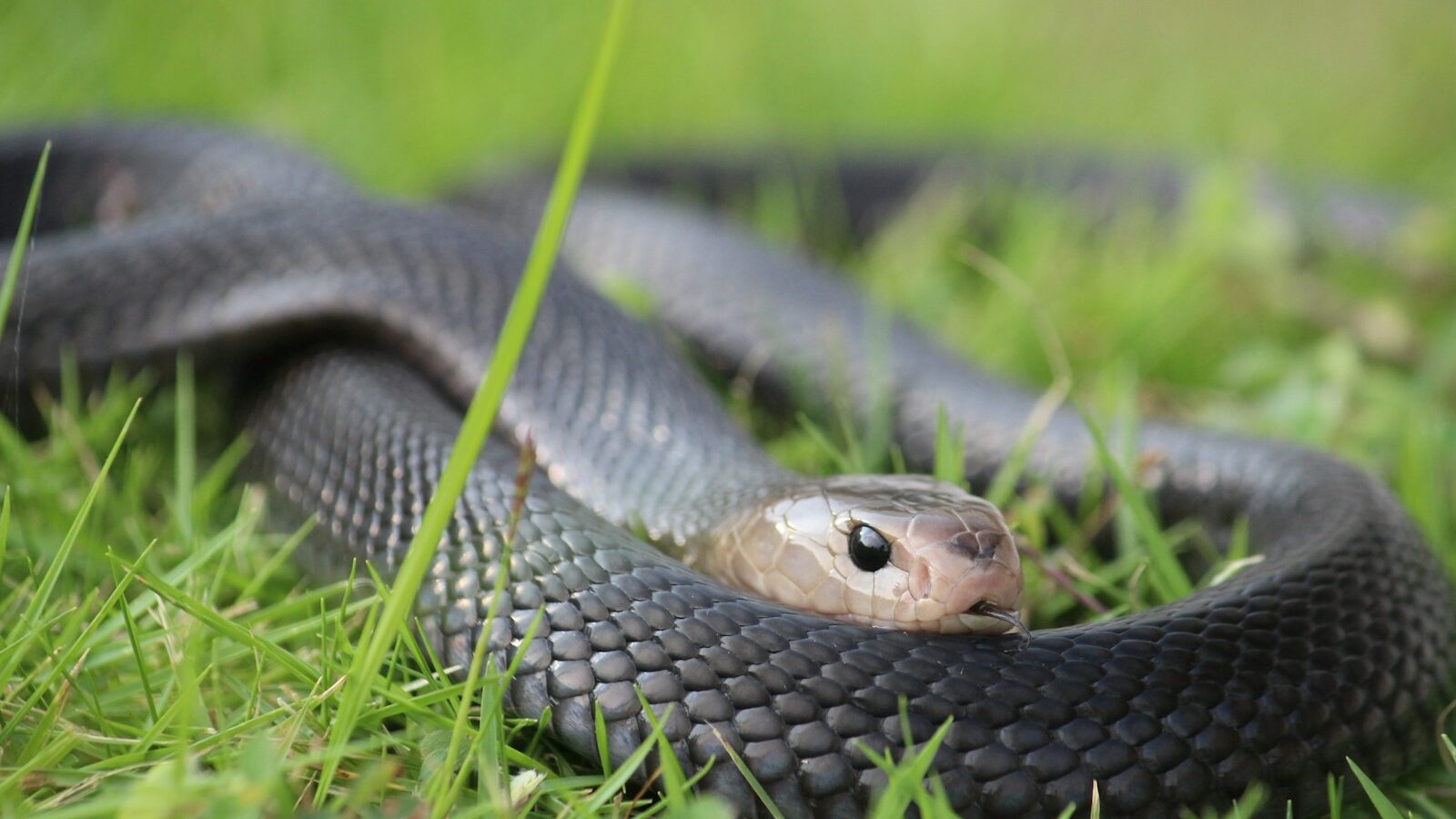 a snake in the grass