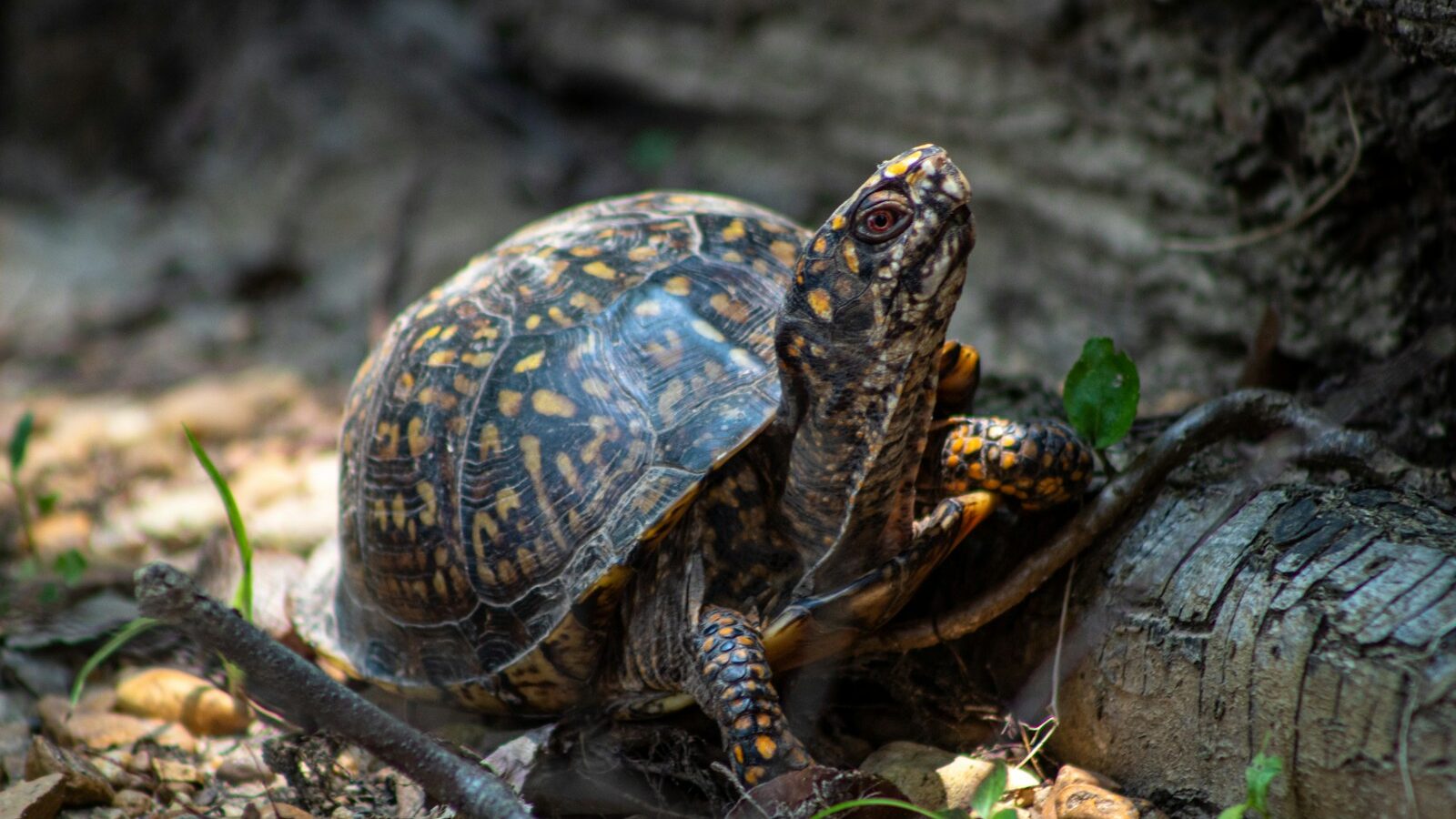 selective focus photography of black and brown turtle walking on fallen branch