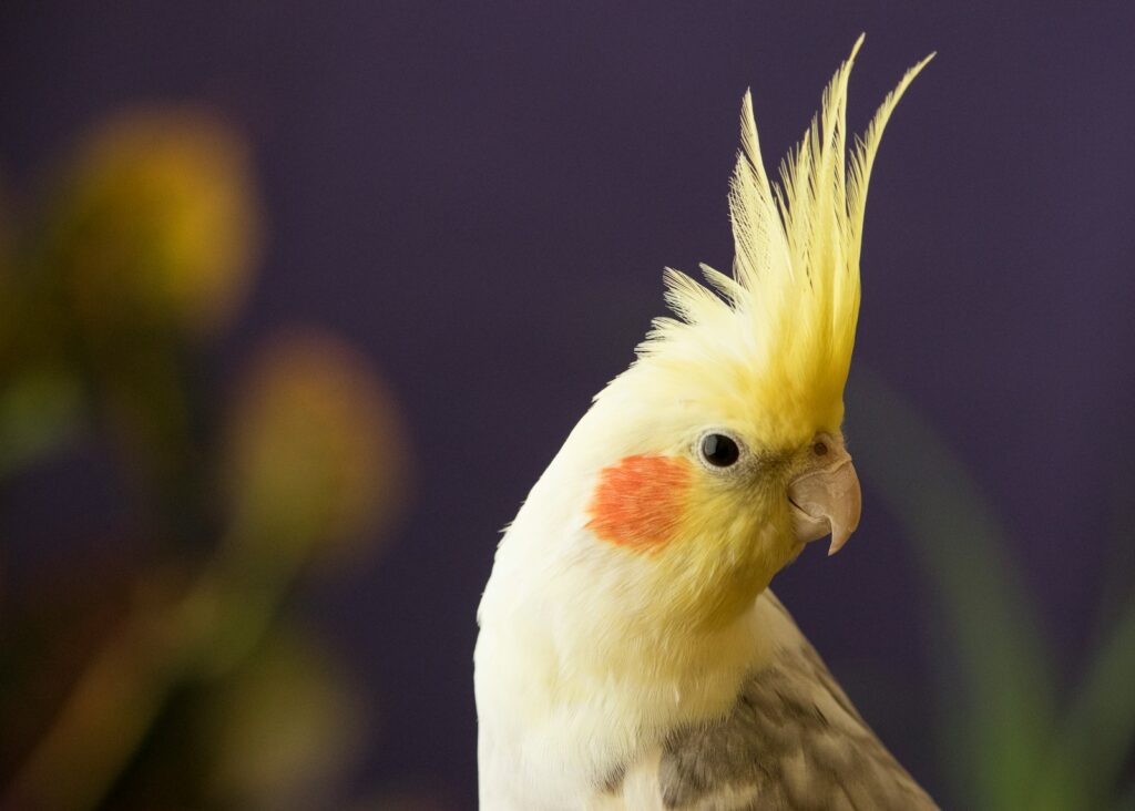 Understanding Cockatiel Origins