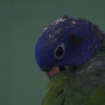 a close up of a blue and green parrot