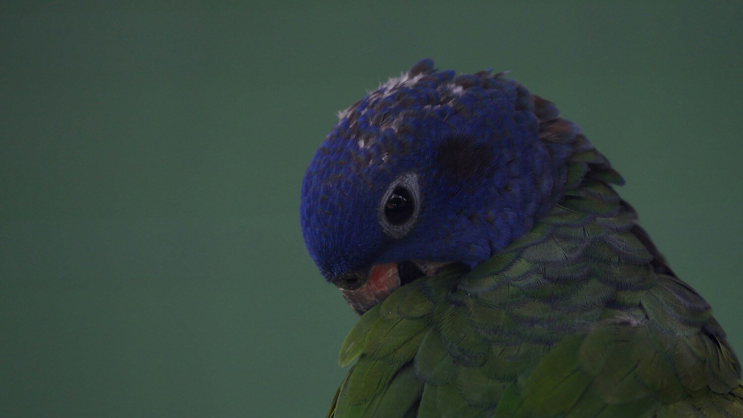 a close up of a blue and green parrot