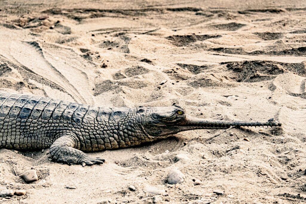 A large alligator laying on top of a sandy beach