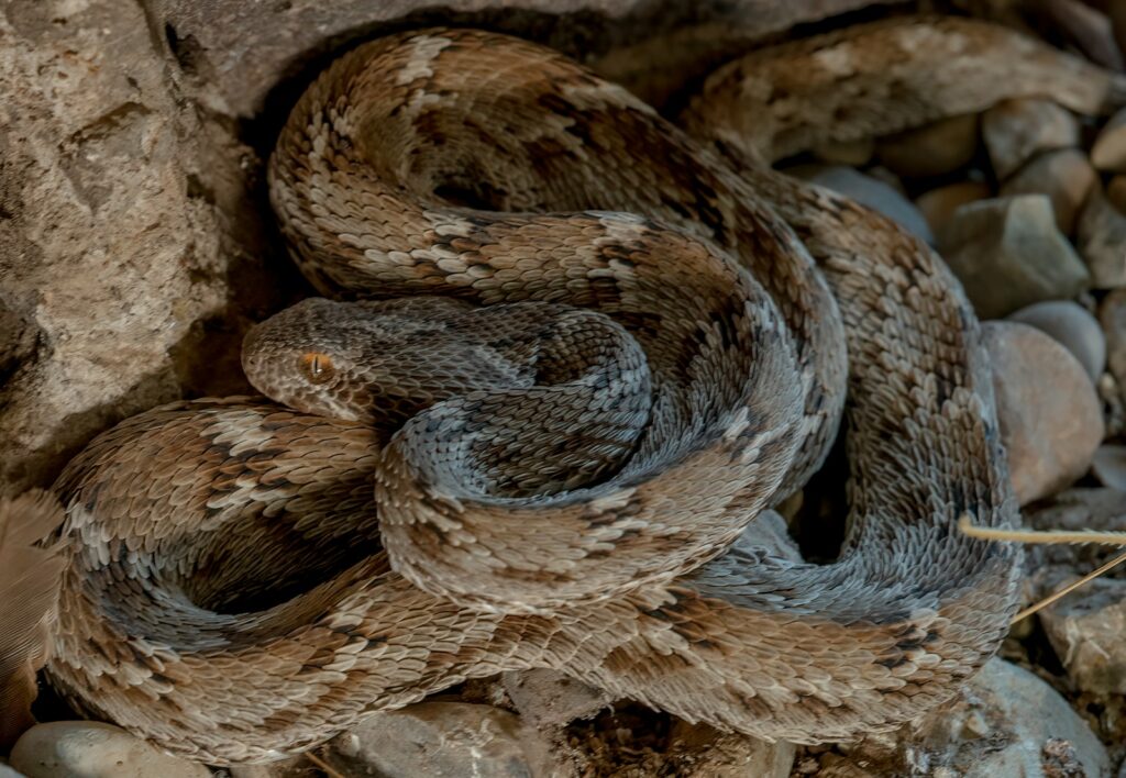 a snake is curled up on some rocks