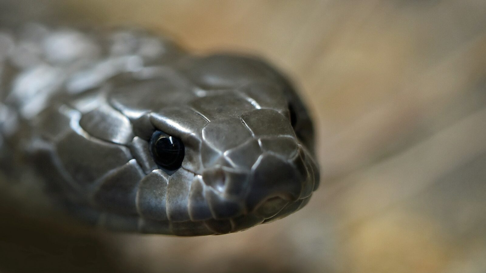 selective focus photography of gray snale