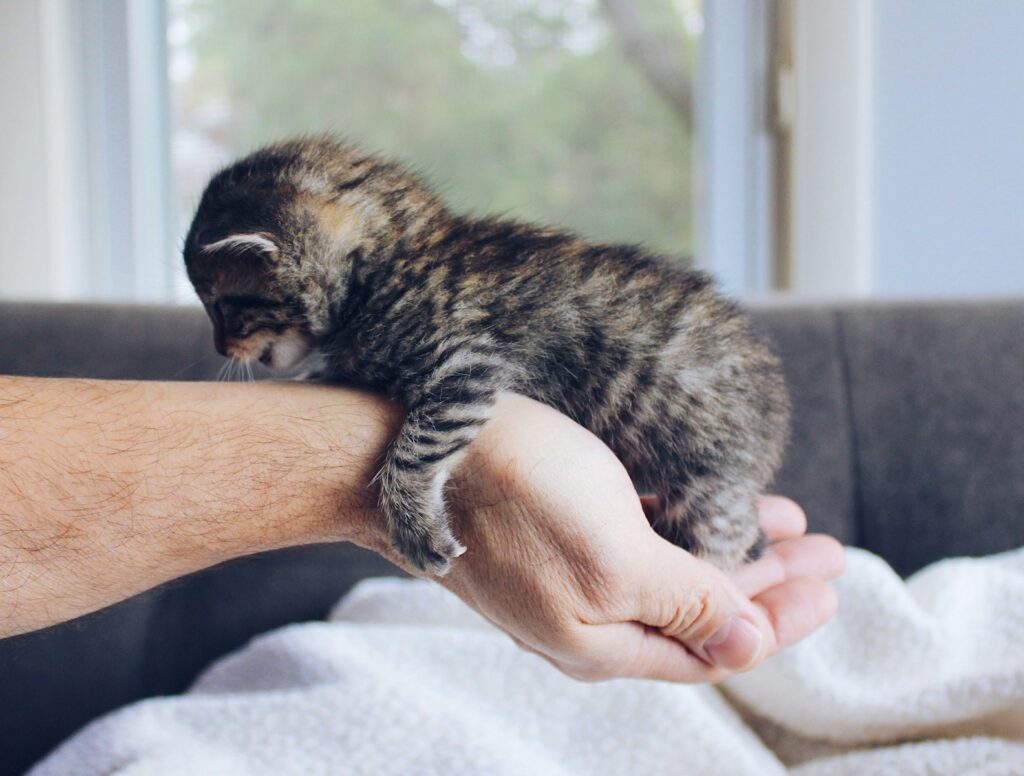 Conclusion: The Collective Impact of Mindful Pet Ownership
