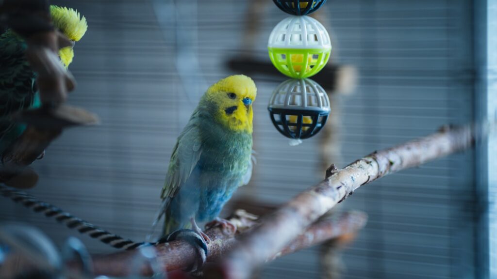 Choosing Appropriate Enrichment Items