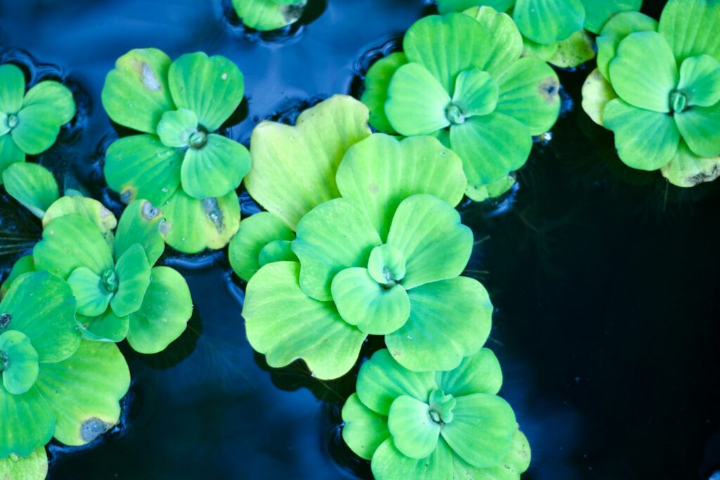 Plant Selection: Balancing Beauty and Function
