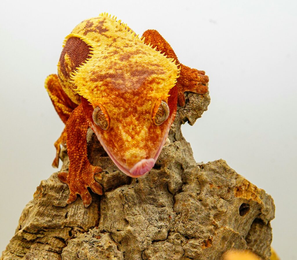 a close up of a lizard on a rock