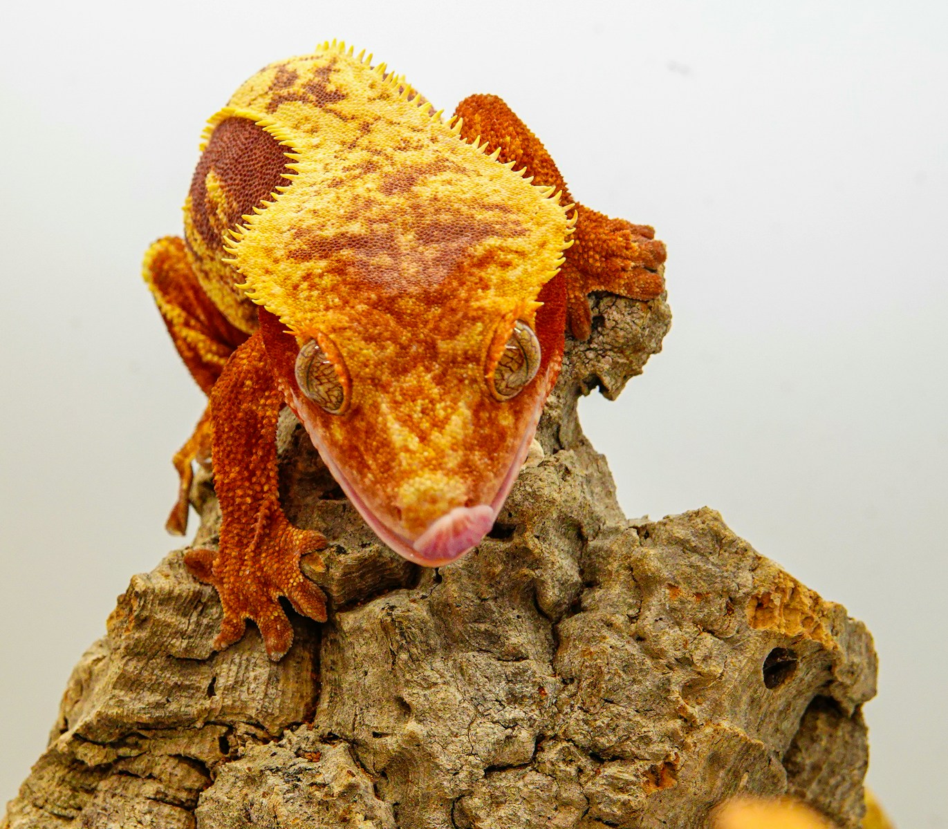 10 Fun Facts About Crested Geckos That Might Surprise You