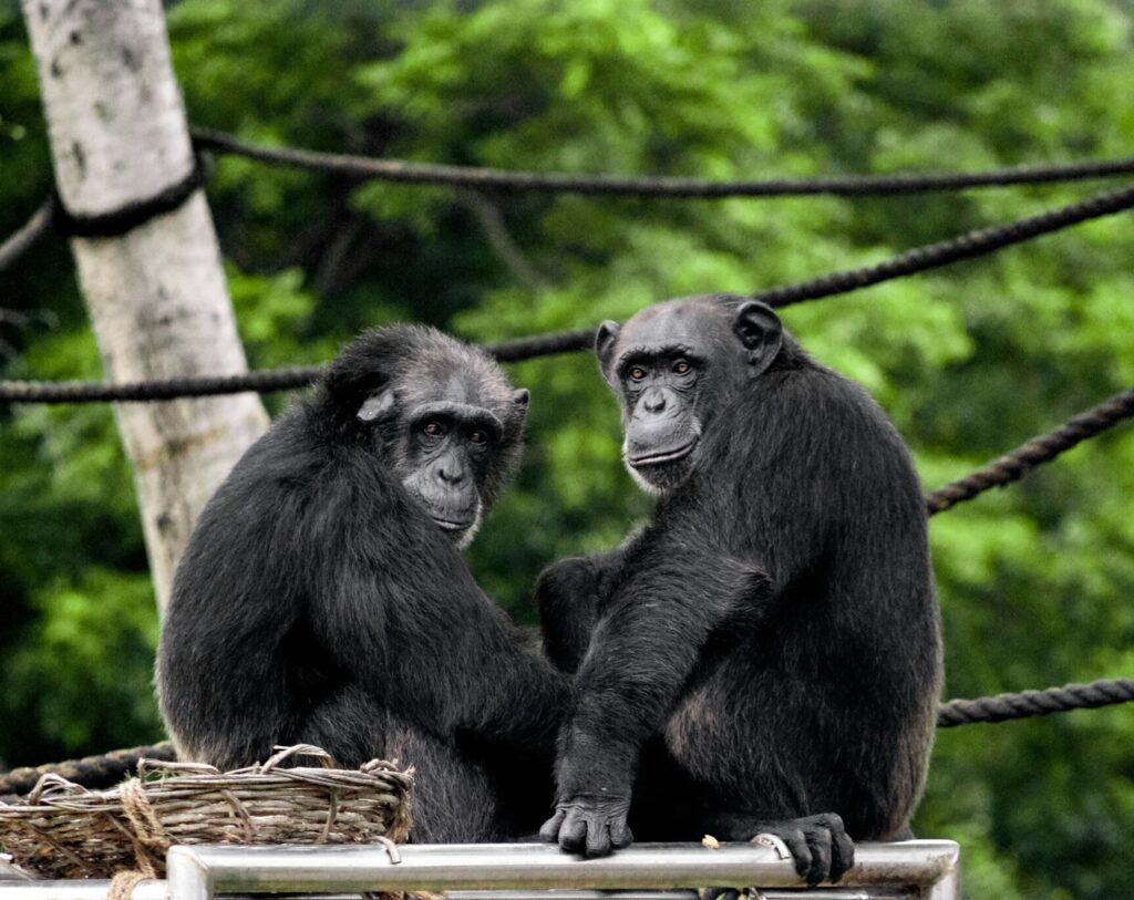 3. Chimpanzees - Our Closest Relatives, Unsuitable as Pets