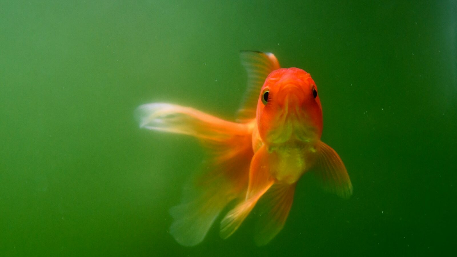 a close up of a goldfish in an aquarium