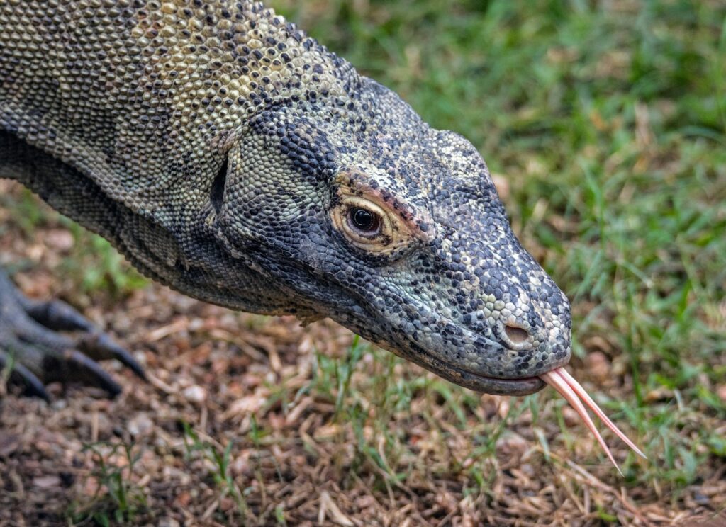Komodo dragon close up