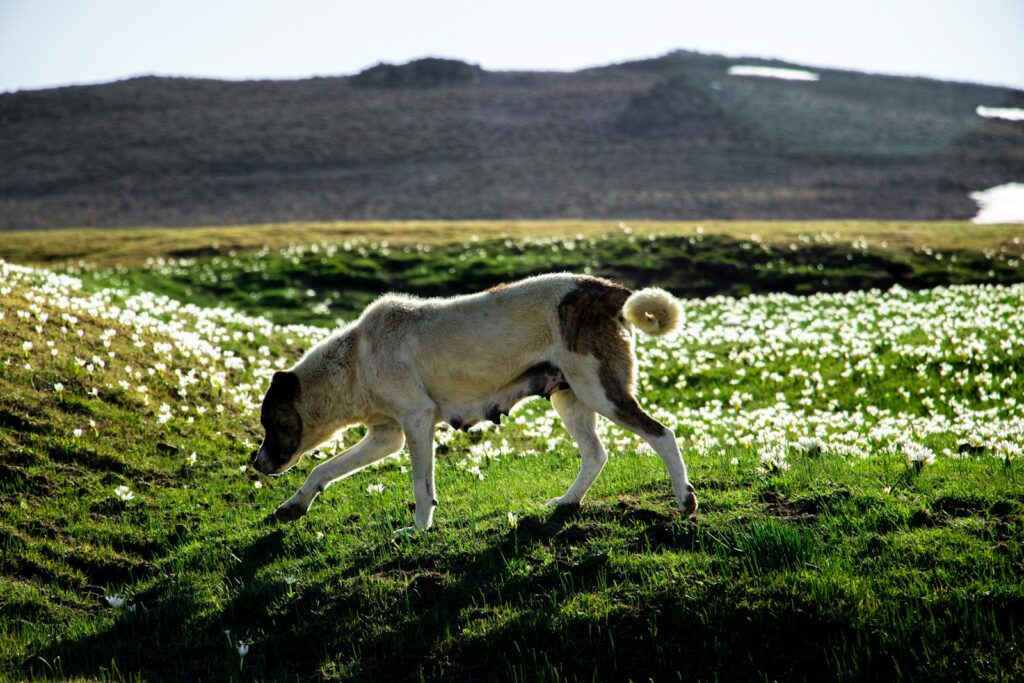 canine conservation corps
