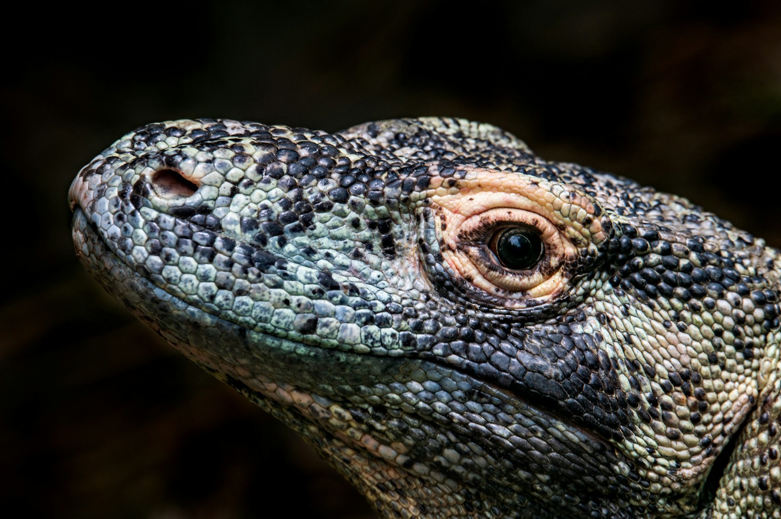 brown and black Komodo dragon in close up photography