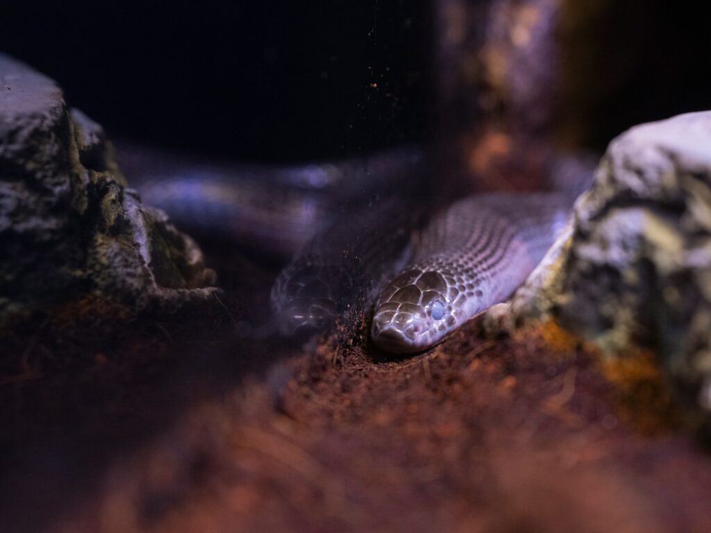 a close up of a snake on a rock