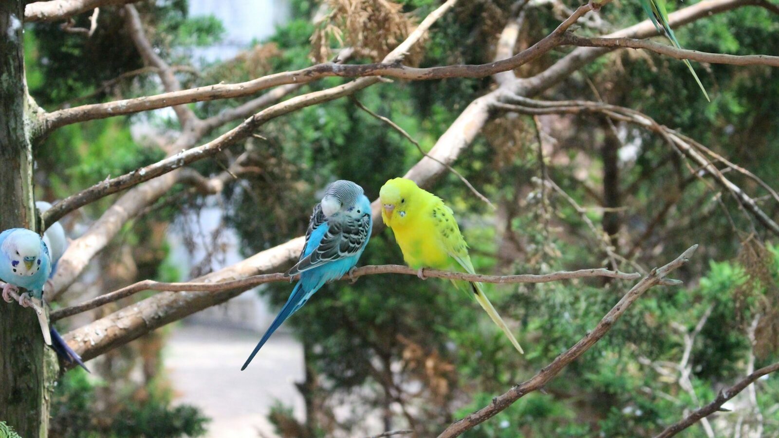 A group of birds sitting on top of a tree branch