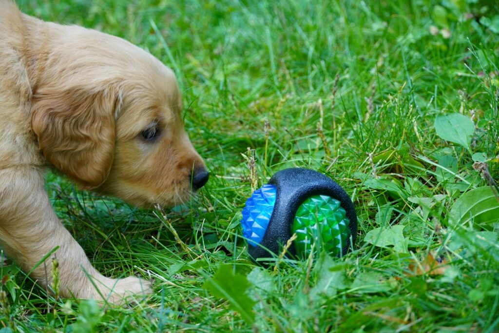 Minimizing Waste from Pet Products