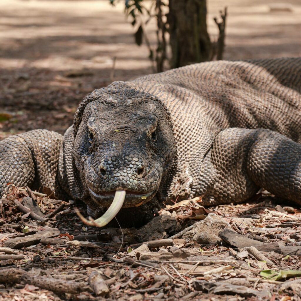 Physical Power: Reptilian Strength and Force