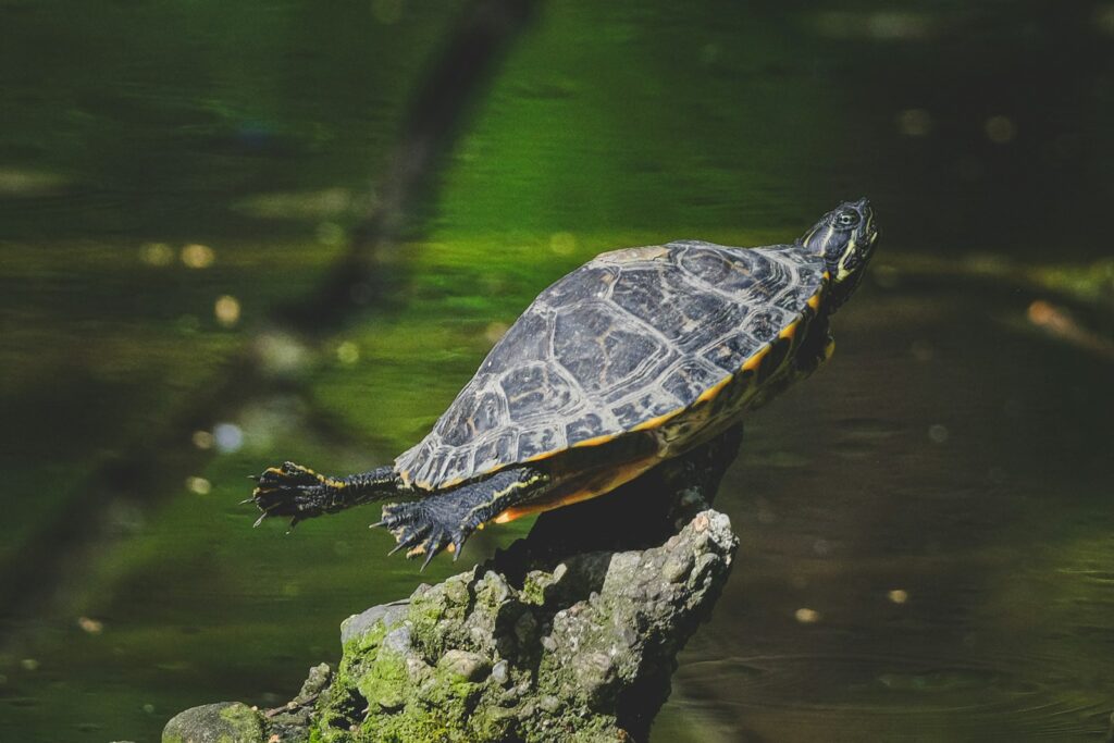 Success Stories: Conservation Wins Against Traffickers