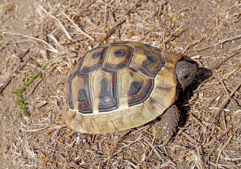 Greek Tortoise (Testudo graeca)
