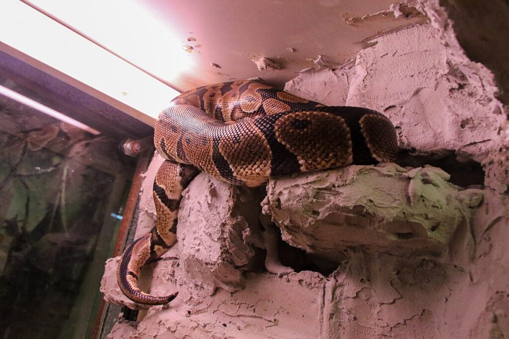 Creating the Perfect Habitat for Peaceful Snakes