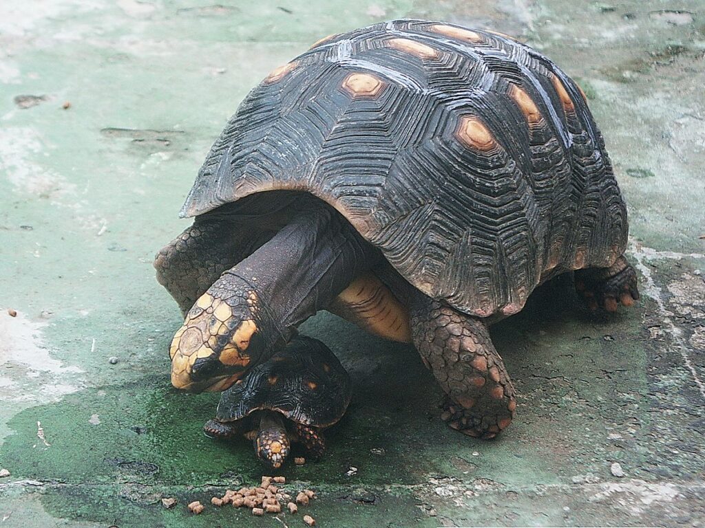Red-Footed Tortoise (Chelonoidis carbonaria)