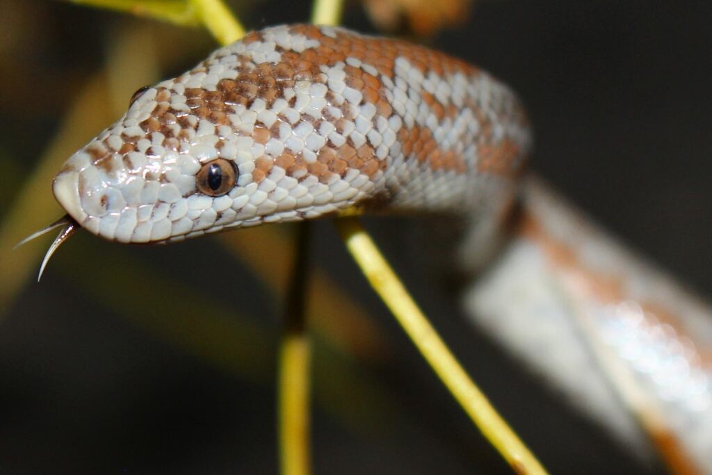 rosy boa
