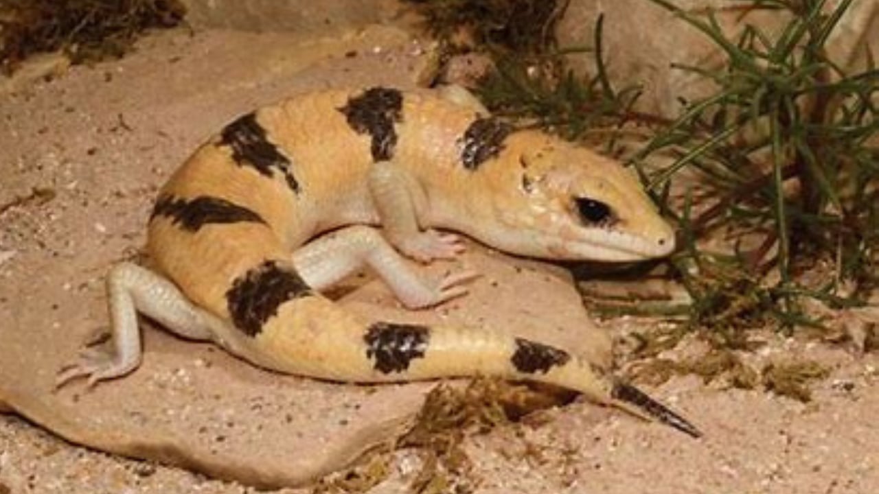 Peters' Banded Skinks