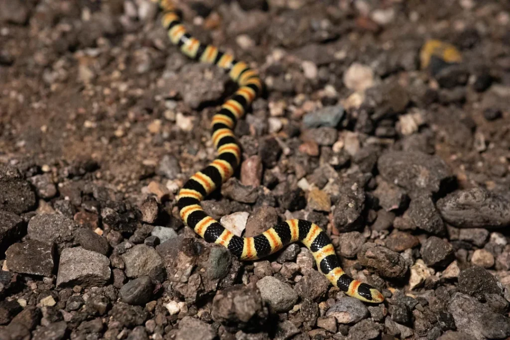 The Sonoran Shovel-nosed Snake: Banded Deceiver